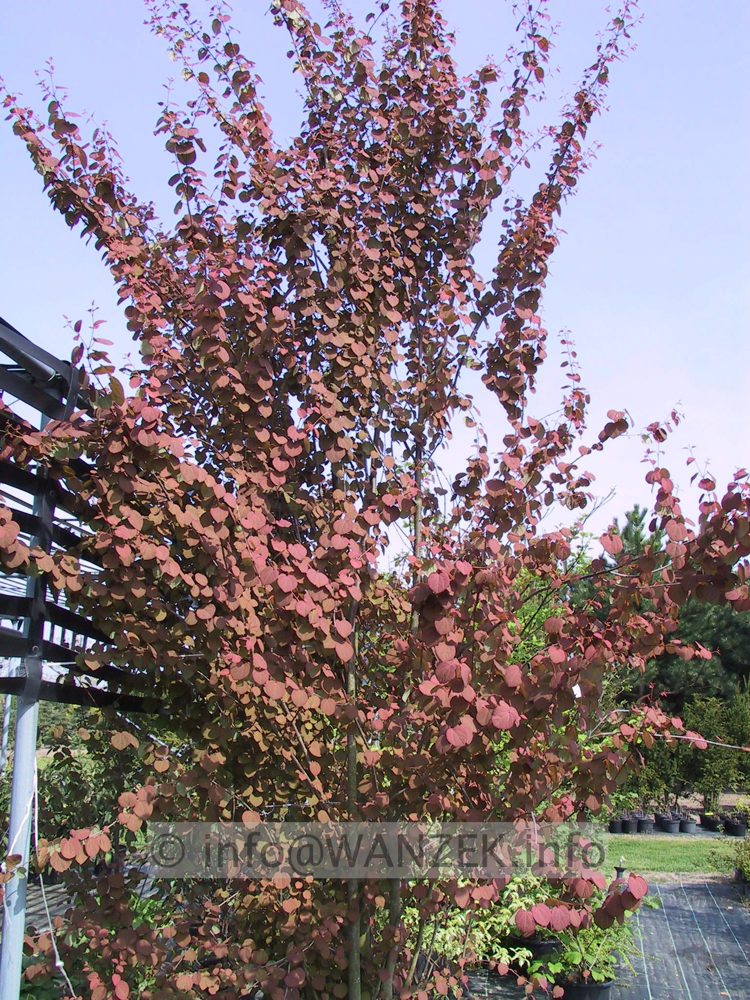 Cercidiphyllum japonicum - Austrieb 1.JPG